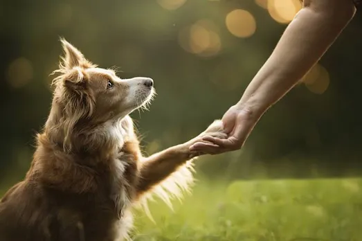 risk of death following hospitalization lower for dog owners, american heart association