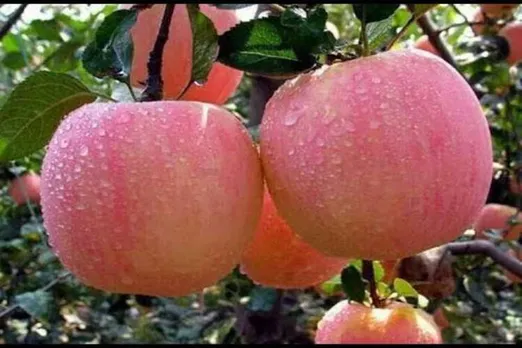 jammu and kashmir Apple Tradde , jammu and kashmir apple truck driver shot dead by militants . Jammu and kashmir Article 370