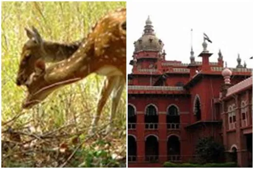 chennai clri campus deers will shifted to another places,சென்னை மான்களை வேறு இடத்திற்கு மாற்ற அனுமதி, ராஜ்பவன், சி.ஆர்.எல்.ஐ, Rajbhawan campus deer shifted to another places, சென்னை உயர் நீதிமன்றம், permission granted to shif deer, madras high court chennai deer will shifted