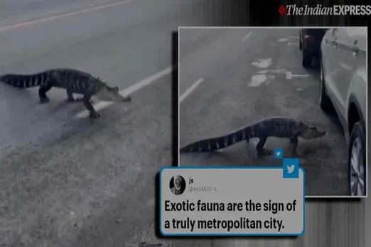 alligator crossing roads, viral video, montreal, trending, Tamil indian express news, சாலையைக் கடந்த முதலை, மாண்ட்ரியல், பரபரப்பான சாலையைக் கடந்த முதலை, வைரல் வீடியோ, Alligator crossing busy street in montreal, Alligator calmly crosses busy street, Alligator escaping from van, alligator crossing street