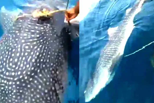 shark stuck on the rope around the body, shark stuck on the rope, உடலில் கயிறு சுற்றிய சுறா, சுறாவுக்கு உதவிய மீனவர்கள், மீனவர்களைத் தேடி வந்து உதவிகேட்ட சுறா, Fishermen help to Shark, shark looking help at fishermen, Malaysia fishermen help to a shark, viral video, fishermen removed the rope around the shark