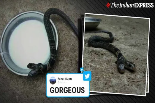two-headed snake, snakes, west bengal, genetic mutation, trending, indian express news