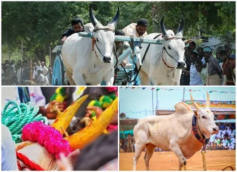 Pongal 2020 Alanganallur Palamedu Jallikkattu Pollachi Rekla race