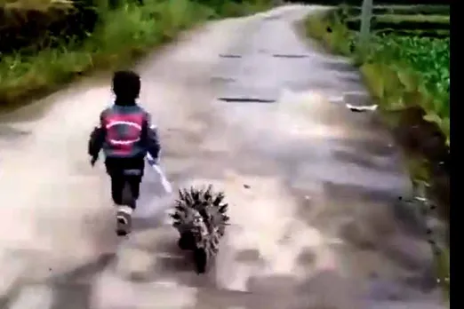 little boy walking with Porcupine viral video, little boy walking with porcupine, a boy walking with porcupine, சிறுவனும் முள்ளம்பன்றியும், வைரல் வீடியோ, boy walking with porcupine viral video, viral video, Porcupine friend with a little boy முள்ளம்பன்றி , Porcupine, Internet, friendship, viral video, social media, trending, trend video
