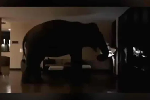 Elephant entered into star hotel, ஹோட்டலுக்குள் நுழைந்த யானை, இலங்கை ஹோட்டலுக்குள் நுழைந்த யானை, யானை வைரல் வீடியோ, யானை வீடியோ, wild elephant entered into star hotel in Srilanka, elephant viral video, elephant borken funiture in star hotel, elphant, srilanka star hotel, sri lanka