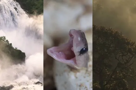 Documentary film wild Karnataka :First Indian wild film released in theaters
