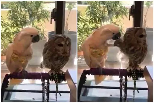 parrot owl romance, owl parrot romance, கிளி ஆந்தை காதல், வைரல் வீடியோ, கிளி ஆந்தை ரோமான்ஸ், different birds romance viral video, parrot owl love, owl parrot love, parrot owl love video viral