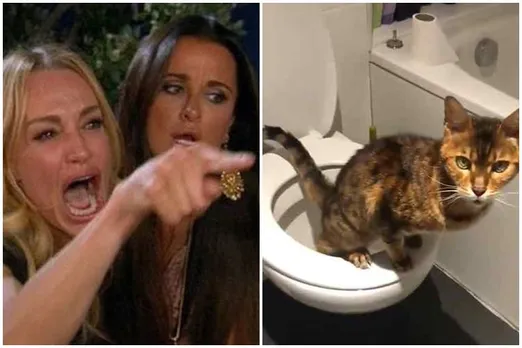 cat used western toilet, smart cat used western toilet, western toilet used cat, வெஸ்டர்ன் டாய்லெட் பயன்படுத்திய பூனை, பூனை வைரல் வீடியோ, வரைல் வீடியோ, viral video, cat used western toilet viral video, cat viral video, smart pet viral video