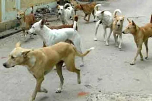 coronavirus, covid19, lockdown, lockdown india, lockdown tamil nadu, stray dog hungry, கொரோனா வைரஸ், தெரு நாய்கள், சென்னை தெருநாய்கள் நிலை, சென்னையில் பூனைகள் நிலை, ஊரடங்கு உத்தரவு, stray cats hungry, stray animals hungry,chennai stray dog cats hungry, chennai situation in lockdown time