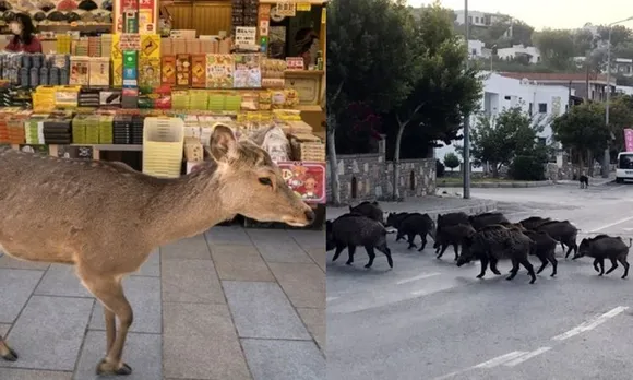 Coronavirus outbreak: Animals takeover cities during self quarantine