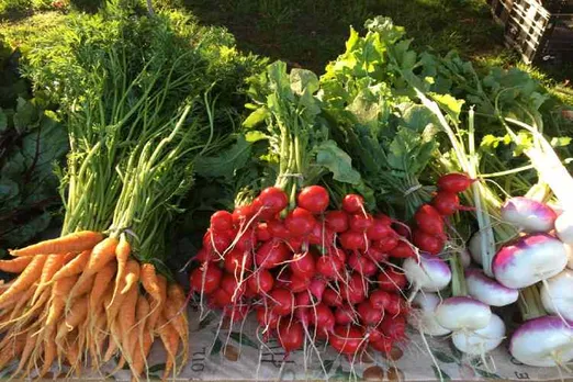 ooty, carrot, kumbakonam, hill station, vegetables, farmer, record, award, jaggery, adulteration, dubai, telanagana, prince, startup, entrepreneur, suggestions, ideas, company registration
