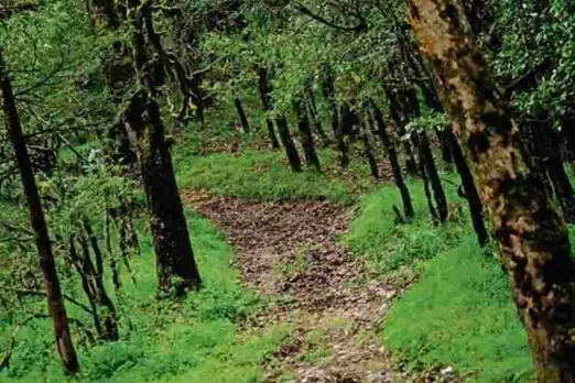 nature, trees, oxygen, forest cover, africa, amazon forest, petrol bulks, digital india, cashless transaction, railway, platform ticket , farehike, WHO, India, corona virus, praise
