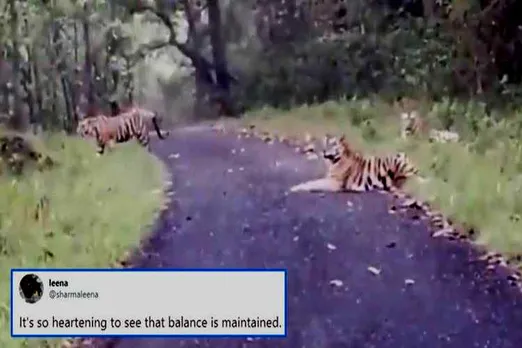 tigers relaxing in middle of road viral video, madhya pradesh satpura forest, tigers walking in road, tigers walking viral video, சாலையில் ஓய்வெடுத்த புலி, புலி கூட்டம், புலிகள் வீடியோ, வைரல் வீடியோ, tigers relaxing satpura forest, viral video, tigers video, tigers trending video, tigers videos, tamil video news, tamil trending video news