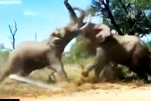elephants fighting viral video, elephants fighting, elephants fights, two elephants fighting video trending, யானைகள், யானைகள் சண்டையிடும் வீடியோ, வைரல் வீடியோ, ட்ரெண்டிங் வீடியோ, தமிழ் வீடியோ செய்தி, tamil video news, tamil viral video news, wild animals video, tamil trending video news, elephants on a friendly brawl, elephants brawling video viral, viral video