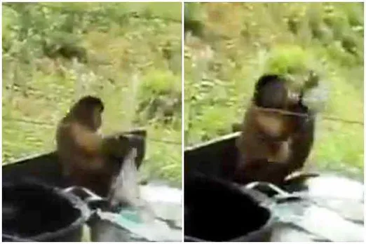 monkey cloths washing video, monkey dress washing video, குரங்கு, குரங்கு துணி துவைக்கும் வீடியோ, குரங்கு துணி துவைக்கும் வீடியோ வைரல், monkey washing viral video, monkey washing video goes viral, வைரல் வீடியோ, தமிழ் வீடியோ, ட்ரெண்டிங் வீடியோ, tamil video news, tamil viral video news, latest trending video news, latest tamil video news