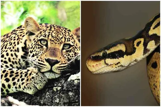 leopard and python fights viral video, cheeta and python fights, சிறுத்தையும் மலைப்பாம்பும் சண்டையிடும் வீடியோ, வைரல் வீடியோ, leopard python fights, Tamil Viral News, Tamil Trending News, Tamil Video News, viral video, Tamil viral video, Tamil trending video,tamil videos, தமிழ் வீடியோ, தமிழ் வைரல் வீடியோ, Tamil news, Tamil TV news, Tamil television news, Tamil video