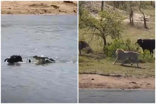 bison struggling to escape from lions video, bison escape from crocudile video, முதலையிடம் இருந்து தப்பிய காட்டெருமை, சிங்கங்களிடம் இருந்து தப்பிய காட்டெருமை, காட்டெருமை வைரல் வீடியோ, சிங்கங்களிடம் இருந்து உயிர் தப்பிய காட்டெருமை வைரல் வீடியோ, bison escape from lions viral video, bison video goes viral, bison viral video, bison fighting video, tamil video news, tamil viral video news, animal viral video news, bison video news