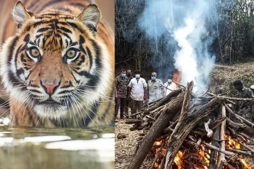 4 tigers found dead in last 7 days at Tamil Nadu, Kerala forest boundaries