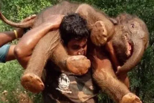 elephant rescue,forest guard carries elephant calf, tamil nadu, coimbatore, mettupalayam, forest guard, trending, netizens, twitter,news in tamil, tamil news, news tamil, todays news in tamil, today tamil news, today news in tamil, today news tamil