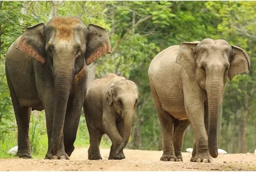 உயிரை காப்பாற்றிய யானை; 6 ஏக்கர் நிலத்தை எழுதி வைத்த பீகார் நபர்
