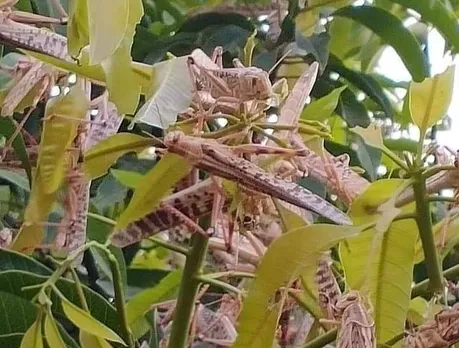 Locust attack destroying crops in Rajasthan and Gujarat