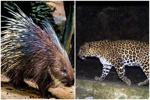 porcupine challenged leopard, leopard attack porcupine, சிறுத்தைக்கு சவால் விட்ட முள்ளம்பன்றி, வைரல் வீடியோ, வைரல் செய்திகள், leopard, porcupine, wild life video, வனவிலங்கு வீடியோக்கள், porcupine challenged leopard viral video, viral video, tamil viral news, tamil viral video news, latest tamil viral news