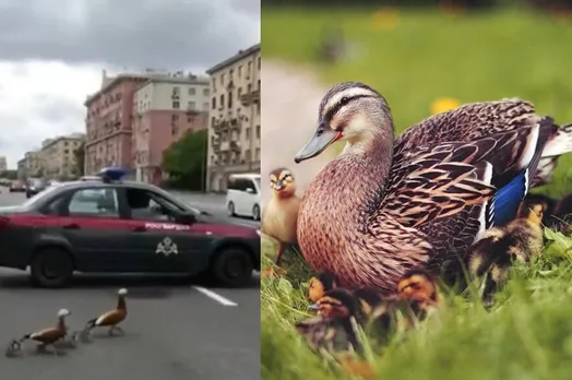 Russian National Guard closed Leninsky street in Moscow to help a duck family