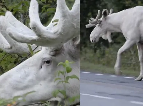 White Moose rate appearance in Sweden viral video of white moose