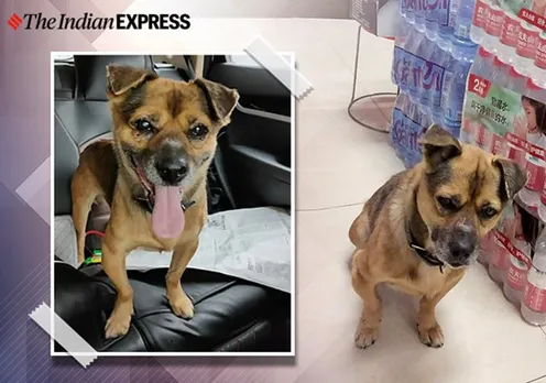 Unaware of the owner’s death, the dog waits at Wuhan hospital for three months