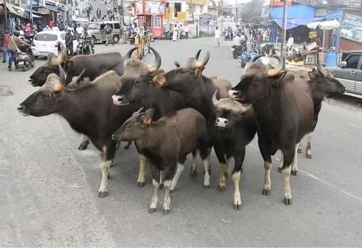 Group of bisons entered in Kodaikanal main city areas