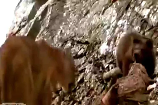 lion chasing bear, viral video, lion chasing bear, wild animal video, கரடியை துரத்தும் சிங்கம், வைரல் வீடியோ, வனவிலங்குகள் வீடியோ, ட்ரெண்டிங் வீடியோ, tamil video news, tamil viral video news, tamil trending news, tamil trending video news