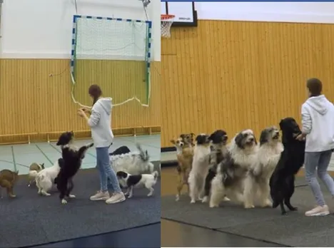 Viral Video of 8 Dogs Come Together To Set A World Record For Conga