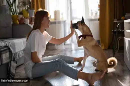 Stress, coronvirus, lockdown, dogs, friend, untrained, dogs rescuing human beings, pet dogs, pet dogs reacting to distress, dog news, experiments with dogs and humans, indian express, indian express news