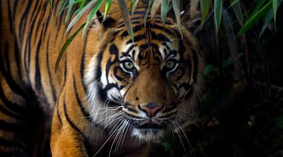 International Tiger Day 2020 : Tigers and tiger habitats at the western ghats