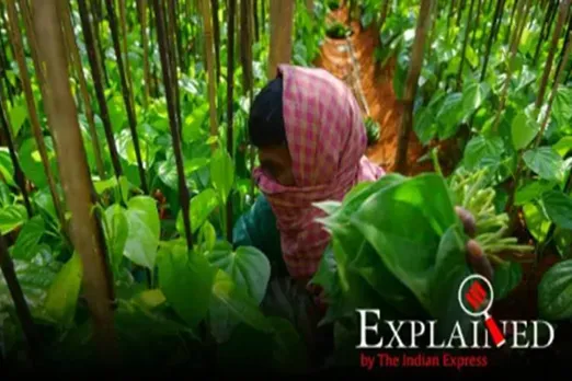 chandigarh farmers suicide rate dip, chandigarh farmers suicide covid, coronavirus farmers suicide, corona tamil news, covid 19 tamil news, corona latest tamil news, கொரோனா, கொரோனா வைரஸ், பஞ்சாபில் கொரோனா