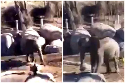 elephant and duck fighting, viral vieo, duck, elephant, viral video, வாத்து யானை சண்டை, வைரல் வீடியோ, tamil viral news, tamil viral video news, latest tamil viral news, When the duck had an elephantine guts