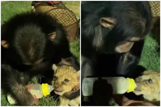 monkey feeds milk lion cub, primate feeds lion cubl, monkey feeds milk to lion cub by feeding bottle, சிங்கக் குட்டிக்கு பாலூட்டிய குரங்கு, வைரல் வீடியோ, குரங்கு பாலூட்டும் வீடியோ, தமிழ் வைரல் வீடியோ, primate feeds milk to lion cub, viral video, tamil viral news, tamil viral video news, viral video news, latest tamil viral news