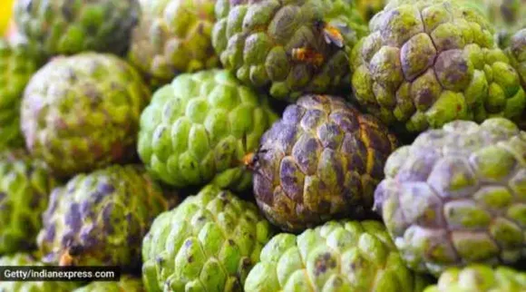 healthy life, immunity, custard apples, health benefits of custard apples, healthy eating, health and immunity, indian express, indian express news