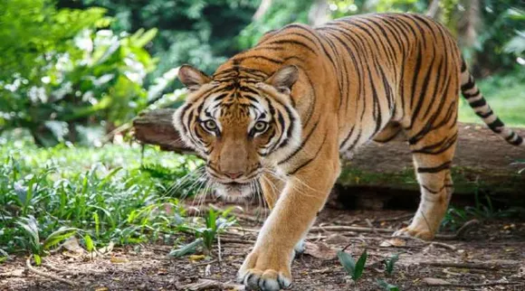 tiger day, International tiger day, chennai, vandalur, zoological park, paint competition, quiz, educational programmes, white tiger, bengal tiger, news in tamil, tamil news, news tamil, todays news in tamil, today tamil news, today news in tamil, today news tamil