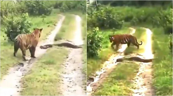 tiger vs python, viral video, tiger vs python viral video, tamil video news, tamil viral video news, புலி vs மலைப்பாம்பு, வைரல் வீடியோ, புலி, மலைப்பாம்பு, Tiger leaves the way to Python, tiger leaves way to python, tamil viral news