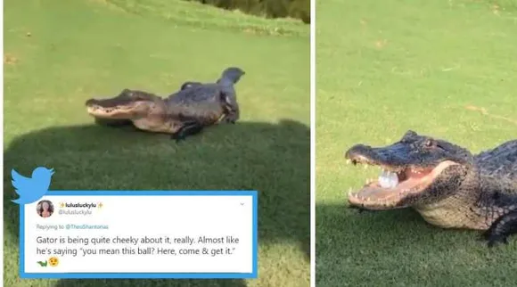 USA, Golf course, alligator videos, alligator golf ball video, giant alligator catches golf ball viral video, louisiana,trending news, indian express news
