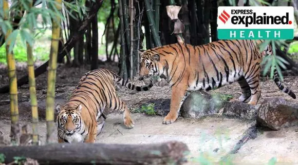 Corona virus, covid pandemic, coronavirus in animals, Covid-19 risk pet animals, pet animals covid-19 coronavirus, coronavirus symptoms animals, covid-19 animals explained, indian express explained