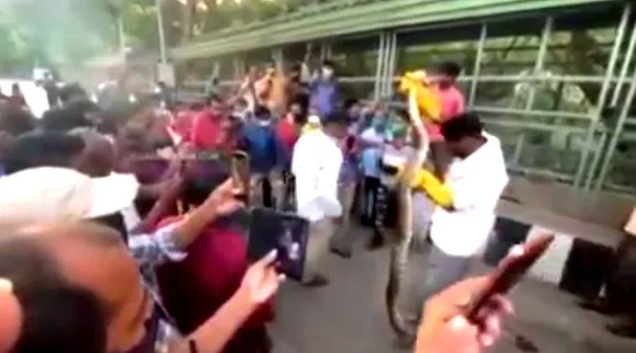 tirpati tirumala, tirpati python, python catchen in tirupati, திருப்பதி, திருமலை, மலைப்பாம்பு, வைரல் வீடியோ, viral video, python catched viral video