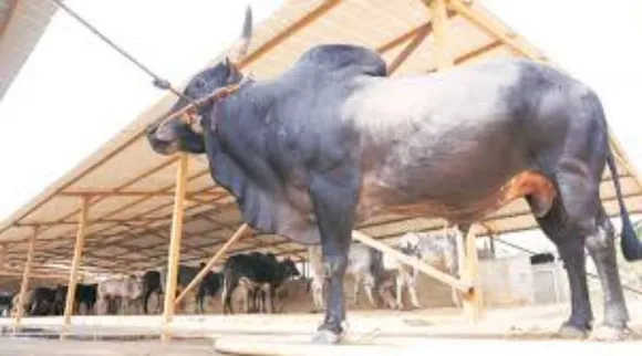 காரை ஆக்ரோஷமாக முட்டித்தூக்கும் காளை மாடு: வீடியோ வைரல்