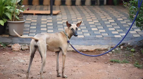 வெளிநாட்டு இனங்களை விட நாட்டு நாய்கள் ஏன் சிறப்பானவை? அனுபவ அலசல்