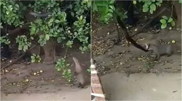 Mongoose, snake, mongoose snake fight, snake mongoose fight, mongoose snake fight viral video, கீரி பாம்பு சண்டை, கீரி பாம்பு சண்டை வீடியோ, வைரல் வீடியோ, viral video, wildlife, tamil news, tamil viral video news, tamil viral news, viral