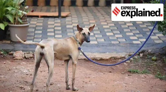 PM Modi, Mann ki baat, Indian dogs, indian dog breeds, indian dog breeds you must know about, PM Modi Mann ki baat dogs, Combai, Chippiparai, Rajapalayam, Mudhol Hound, express explained indian express