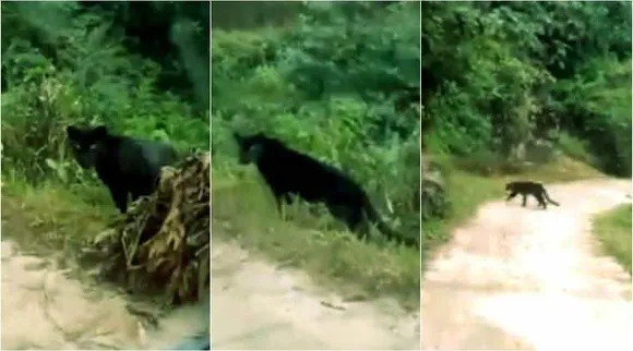 black panther, black panther video, panthera pardus, black panther of india, கருஞ்சிறுத்தை, வைரல் வீடியோ, ட்ரெண்டிங் வீடியோ, tamil viral news, கருஞ்சிறுத்தை வீடியோ, black panther crossed road, viral video, wild life video, trending video, wild life trending video