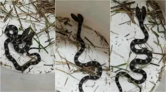 double head snake, snake viral video, double head snake viral video, double head snake video, viral video, இரட்டைத் தலை நாகம், இரட்டைத் தலை பாம்பு, வைரல் வீடியோ, tamil viral news, tamil viral video news, latest tamil viral news, latest trending video