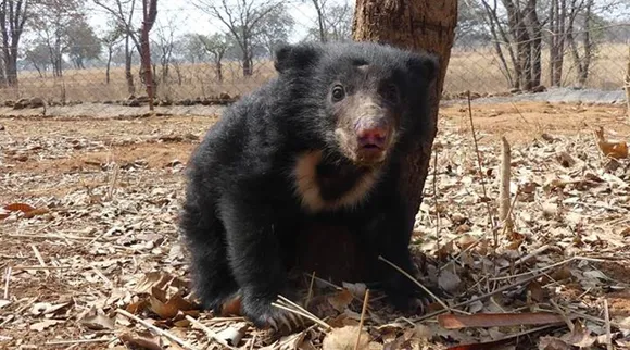 Bear in well viral video nellai district